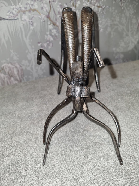 small grasshopper